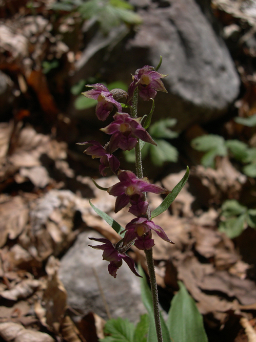 Epipactis laziali